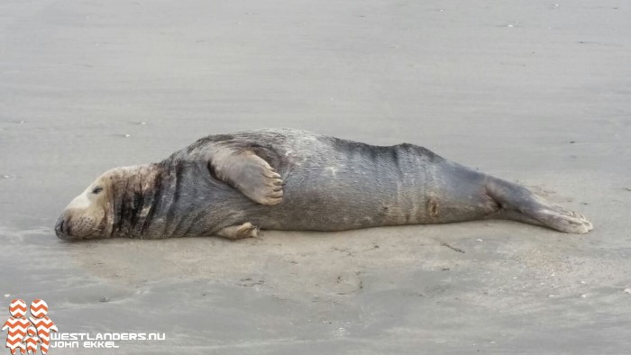 Zeehond op het Hoekse strand; The Day after