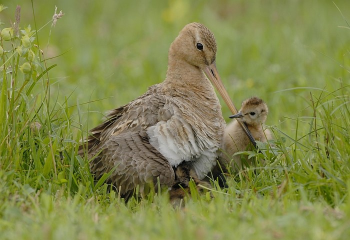 Natuur en Milieufederatie start campagne voor behoud weidevogels