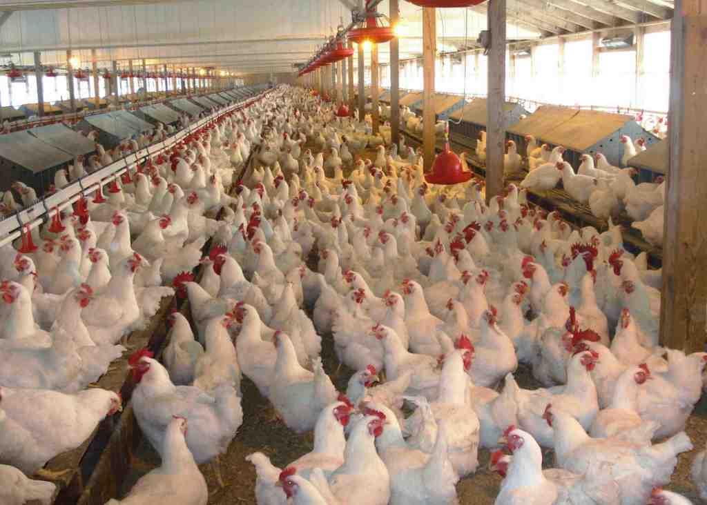 Ophokplicht voor pluimveehouders vanwege vogelgriep