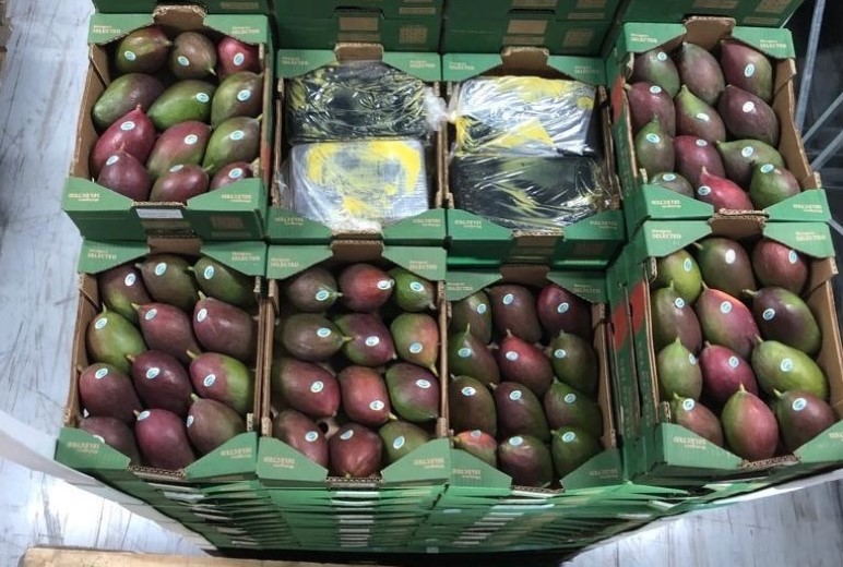 1500 kilo cocaïne onderschept tussen lading mango 's