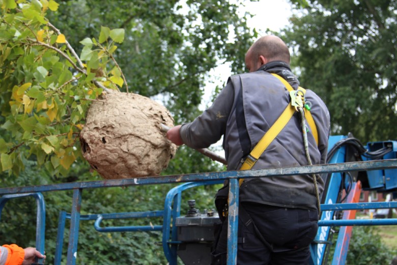 Nest Aziatische Hoornaars verwijderd in Vlaardingen