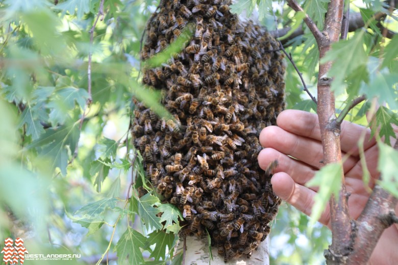 Meerdere bijenvolken erop uit tijdens hemelvaartsdag