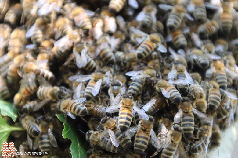 Bijengif imidacloprid in slootwater tussen de kassen