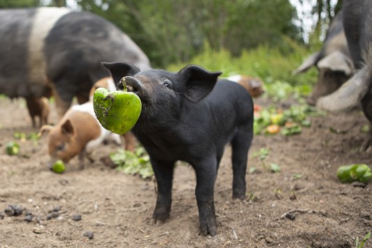 ’t Poldervarken eerste vijfsterren-varkensboer in Zuid-Holland