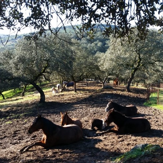 Stichting Paard in nood Spanje zoekt donateurs