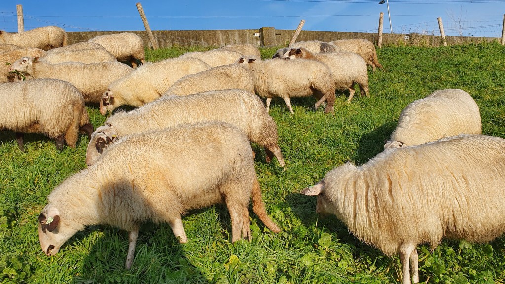 Drachtige schapen op stang gejaagd