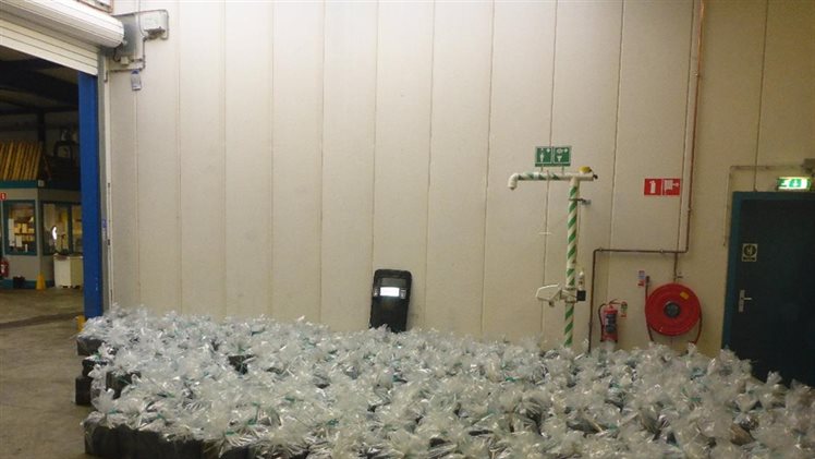 HARC team vindt 2500 kilo hennep tussen houtskool