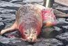 Zeehond doodgebeten bij haven Scheveningen