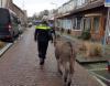 Agenten met ezels  aan de wandel