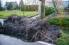 Waterleiding gesprongen door omgevallen boom
