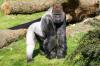 Gorilla Bokito onverwacht overleden