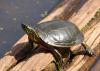 Schildpadden in het Westland: Wat te doen als je er een vindt?